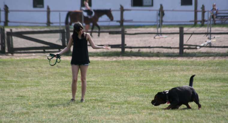 Il cane…una scuola di vita