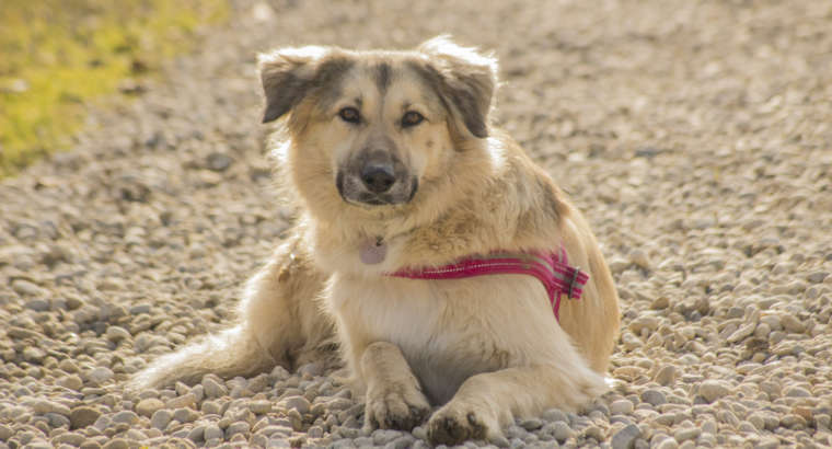 Quali sono i bisogni del cane? Parte 1 – I bisogni materiali