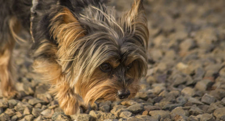 Quali sono i bisogni del cane? Parte 2 – I bisogni sociali, emozionali e mentali.