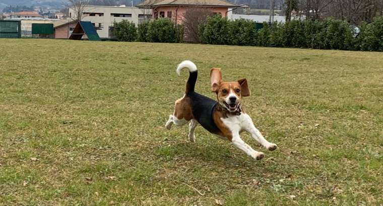 Il senso di accettazione nella relazione con il cane